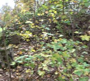 Ruine Hassenburg