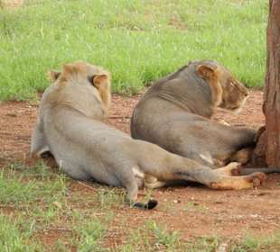 Wir waren ca. 10 m entfernt !