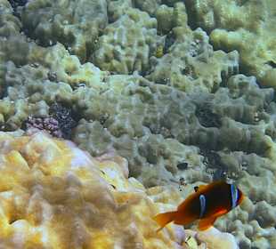 Schnorcheln Abu Dabbab