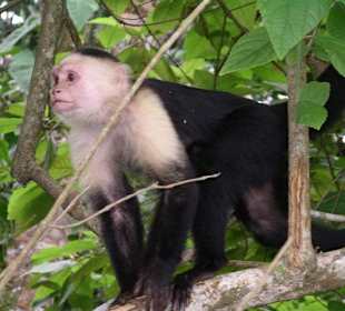 Nationalpark Cahuita