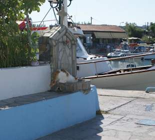 Katze im Hafen