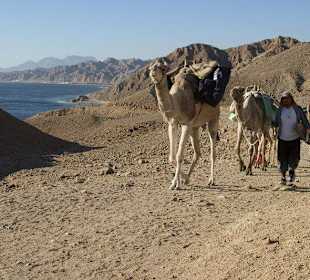Camel Safari to Ras Abu Gallum with Reef 2000