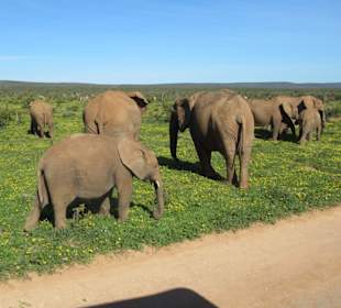 Elefanten im Addo Park