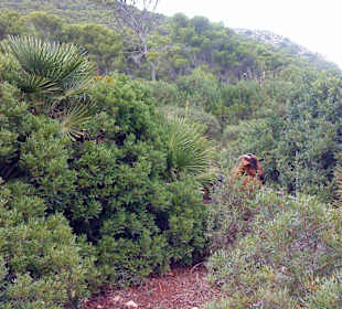 Oberhalb Cala Guya