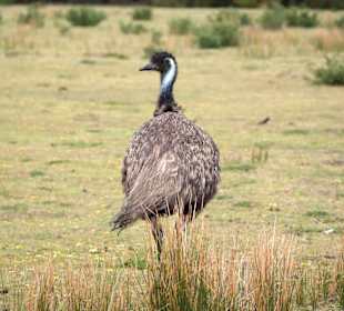 Wilsons Promontory NP