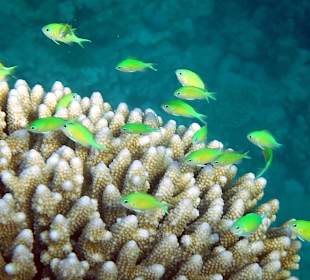 Rwelt Riff Rohanou Beach Resort