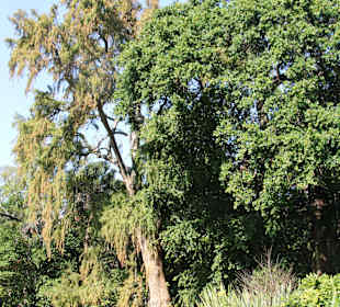 Company Gardens Kapstadt