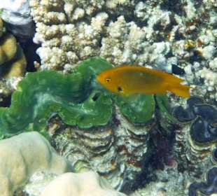 Rwelt Riff Rohanou Beach Resort