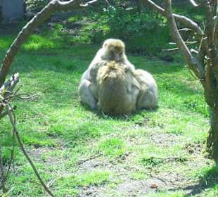 Affen im Heidepark Soltau