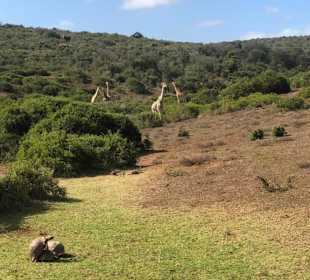 Addo Elephant Park