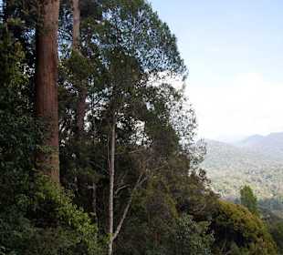 Dżungla w parku Taman Negara