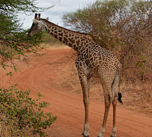 Girafe