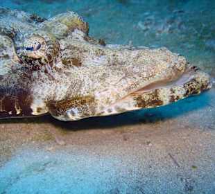 Teppich-Krokodilsfisch