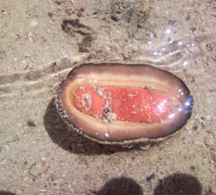 Muschal am  im Roten Meer