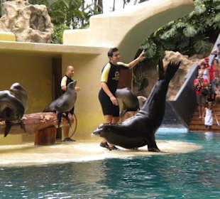 Seelöwen-Show