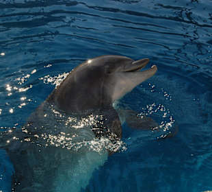 Delfin im Secret Garden