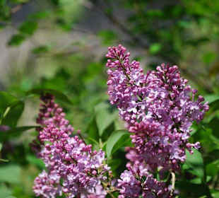 Flieder im Schlossgarten