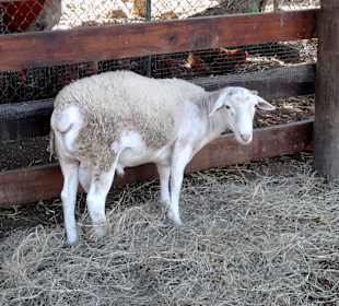 Rundgang über das Gelände der Rancho Alegre