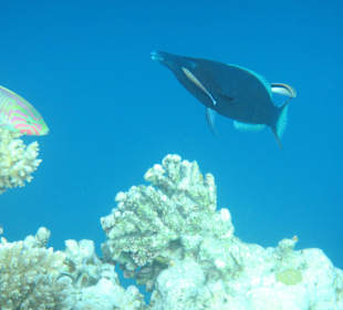 Hausriff Arabia Azur Resort