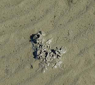 Wattwürmer Ausscheidung