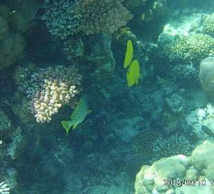 Schnorcheln Makadi Bay