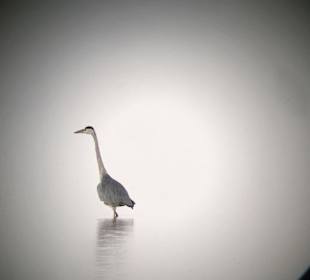 Neusiedler See