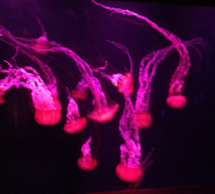 Aquarium 