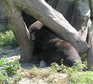 В зоопарке Бали