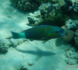 Beim Schnorcheln getroffen