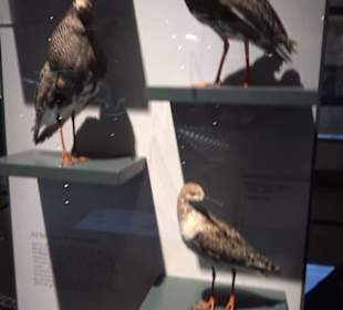 Museum für Naturkunde