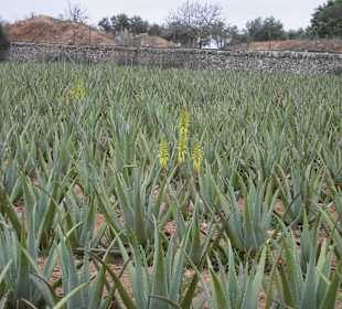 Die Aloe Vera Felder