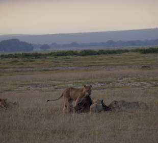 Löwen haben ein Gnu gerissen