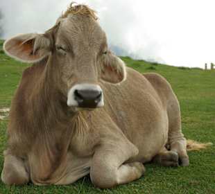 Krówka na Monte Baldo