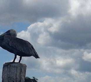 Pelikan im Nationalpark Los Haitises