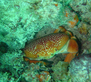 Tauchen in Boca Chica mit Caribbean Divers