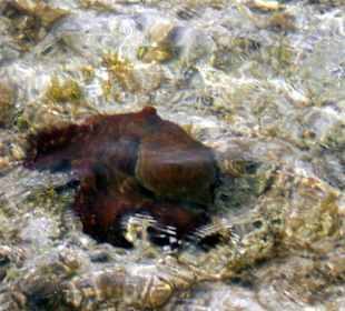 Schnorcheln im Happy Life Resort