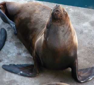 Robbe auf dem Anleger Puerto Madryn