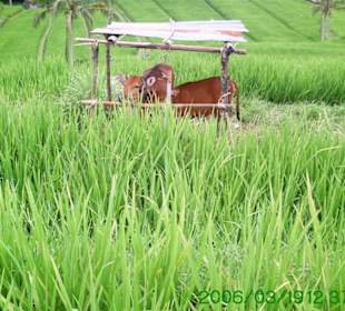 Junger Büffel im Reisfeld