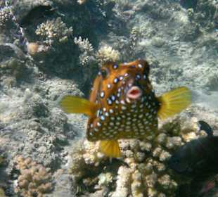 Kofferfisch,Tschüs bis zum nächsten Jahr