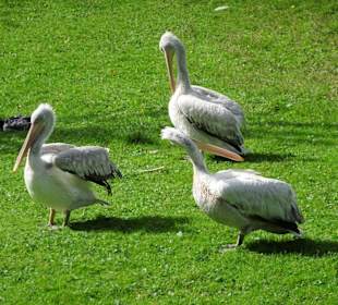 Pelikane auf der Wiese im Zoo Salzburg