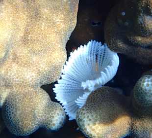 Unterwasserwelt Musandam
