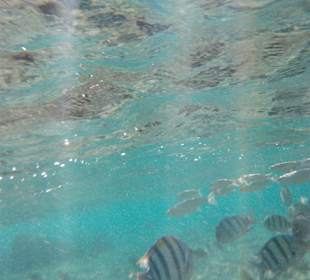 Schnorcheln Makadi Bay