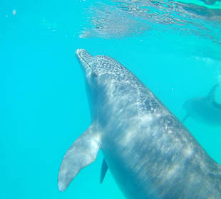 Ein Traum wird wahr - Delfine in freier Wildbahn 
