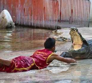 Crocodile show in Sharm