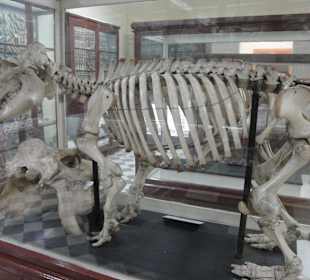 Jeden z eksponatow w muzeum.