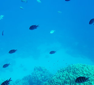 Schnorcheln Makadi Bay