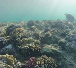 Gleich nach 2 metern kommen die Fische