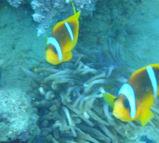 Wer kennt -Sie- nicht