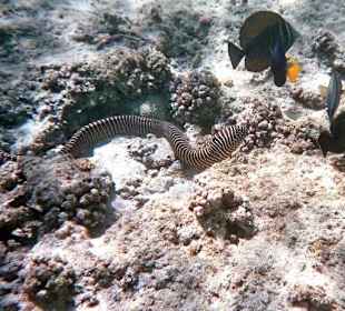 Riff Hotel Brayka Bay