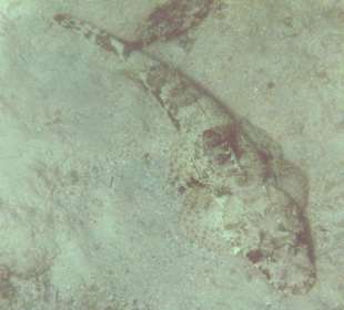 Krokodilfisch am Hausriff